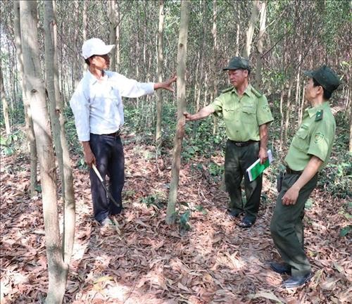 Nan giải công tác trồng lại rừng trên đất lâm nghiệp tại Gia Lai