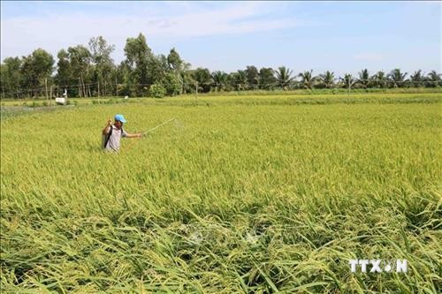 Nhân rộng mô hình sản xuất lúa thích ứng với biến đổi khí hậu