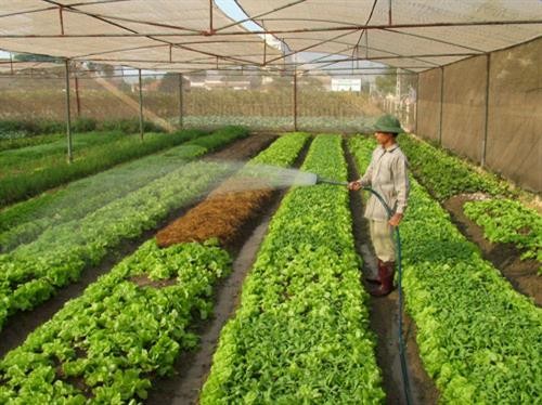 河内市加大对农业领域的招商引资