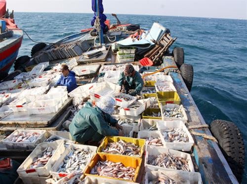 越南努力为渔业解除黄牌警告