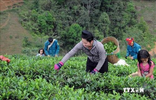 Quỹ Hỗ trợ nông dân giúp người dân huyện Thuận Châu phát triển kinh tế