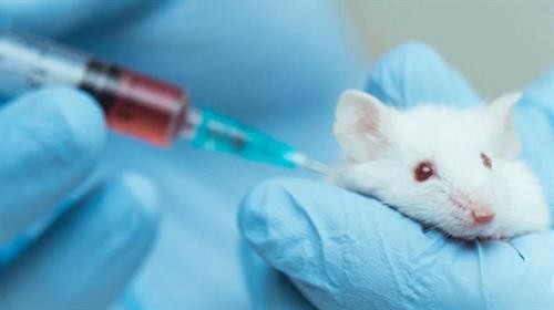 越南在实验小鼠上进行新冠肺炎疫苗动物实验