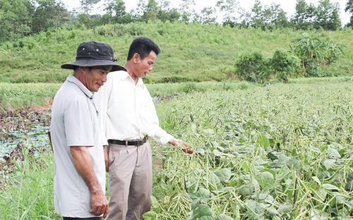 Quảng Trị hỗ trợ chuyển đổi gần 700 ha đất lúa bị thiếu nước