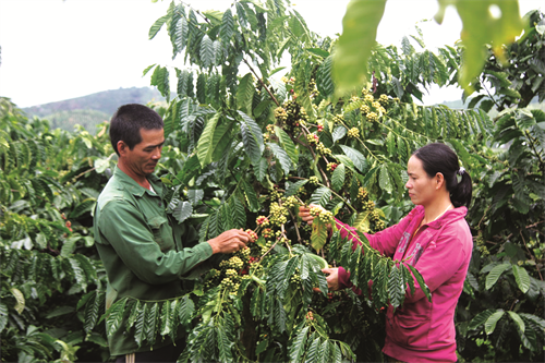 Các tỉnh Tây Nguyên trồng tái canh trên 41.300 ha cà phê vối