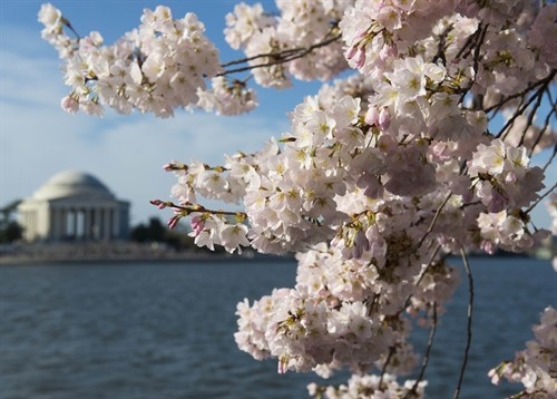 Lễ hội hoa anh đào ở thủ đô Washington, Mỹ