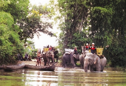 Đàn voi rừng và voi nhà ở Đăk Lắk đang suy giảm nhanh