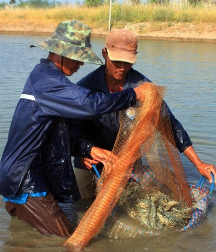 Hội thảo Quy hoạch nuôi tôm nước lợ vùng Đồng bằng sông Cửu Long 