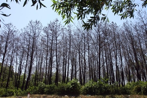 Hơn 500 ha rừng thông ở Quảng Trị bị chết do ảnh hưởng của nắng nóng và sâu róm phá hoại