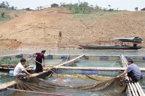 Hiệu quả từ mô hình nuôi cá lồng trên lòng hồ thủy điện Sơn La