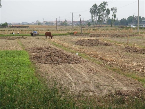 Nắng nóng, khô hạn đe dọa sản xuất nông nghiệp tại Nghệ An