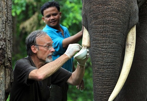 Phẫu thuật cho voi bị cắt trộm ngà ở Vườn quốc gia Yok Đôn