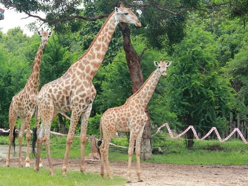 Động vật Nam Phi nuôi bán hoang dã sinh sản tăng đàn nhanh tại tại vườn thú Đại Nam