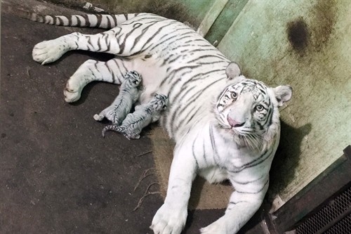 Lần đầu tiên nhân giống và nuôi dưỡng thành công hổ Bengal trắng tại Việt Nam