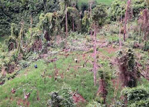 Hệ lụy từ nạn phá rừng ở Điện Biên