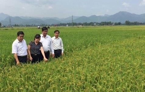 Liên kết sản xuất – mô hình hiệu quả cho nhà nông ở Thanh Xương (Điện Biên)