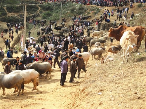 Si Ma Cai phát triển chăn nuôi đại gia súc