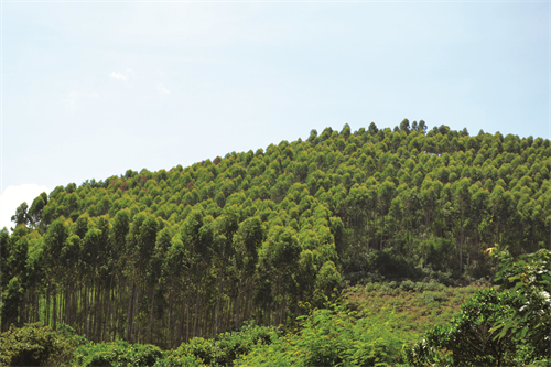 Hiệu quả từ việc liên kết trồng rừng ở Đắk Lắk