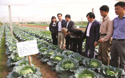 Sản xuất rau an toàn - hướng đi mới của nông nghiệp Hà Nội