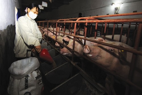 Kinh nghiệm chăn nuôi và chăm sóc lợn nái