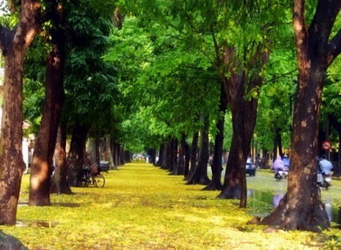 Hà Nội công bố kết luận thanh tra việc cải tạo, thay thế cây xanh