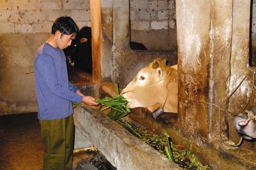 Kinh nghiệm nuôi bò vàng vùng cao