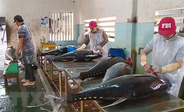 越南金枪鱼出口增长3到4倍