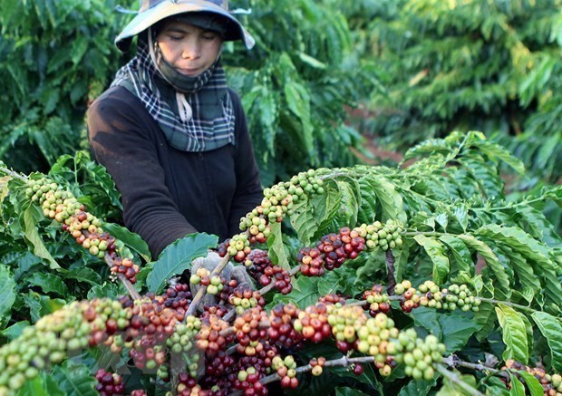 越南合作扩大农产品和食品出口市场