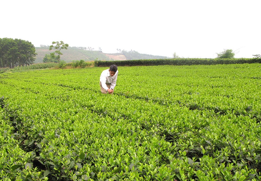 Chè là một trong những cây trồng chủ lực trong phát triển kinh tế ở Thanh Sơn (Phú Thọ). Ảnh: baophutho.vn