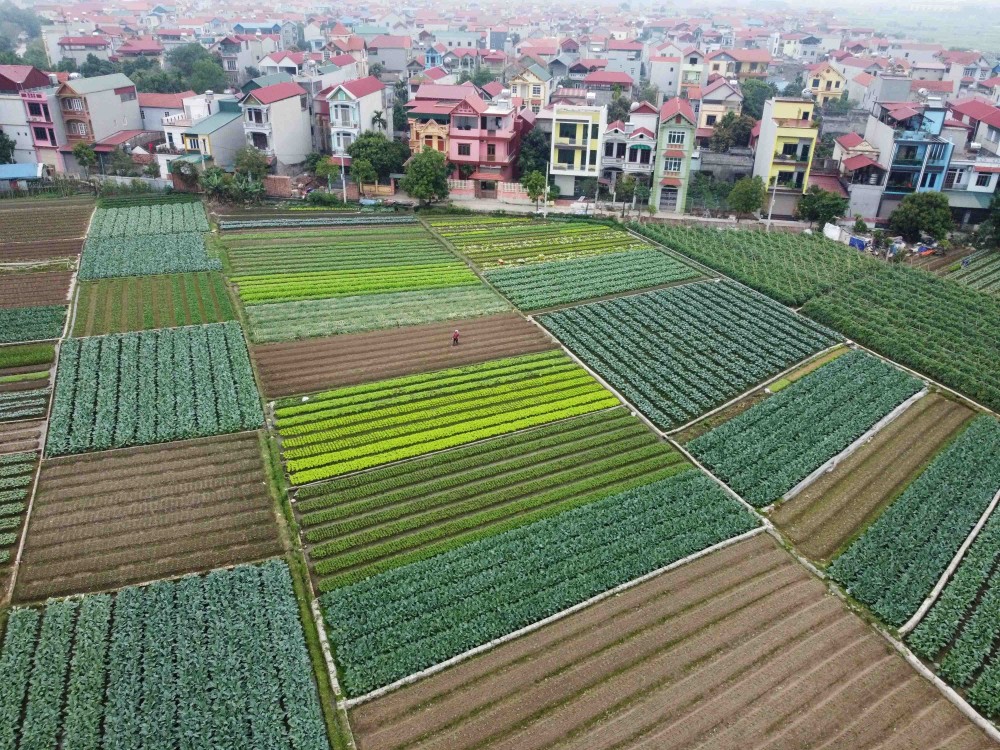 Hà Nội là một trong số ít các địa phương trong cả nước có tốc độ phát triển hợp tác xã nông nghiệp nhanh cả về số lượng và chất lượng.