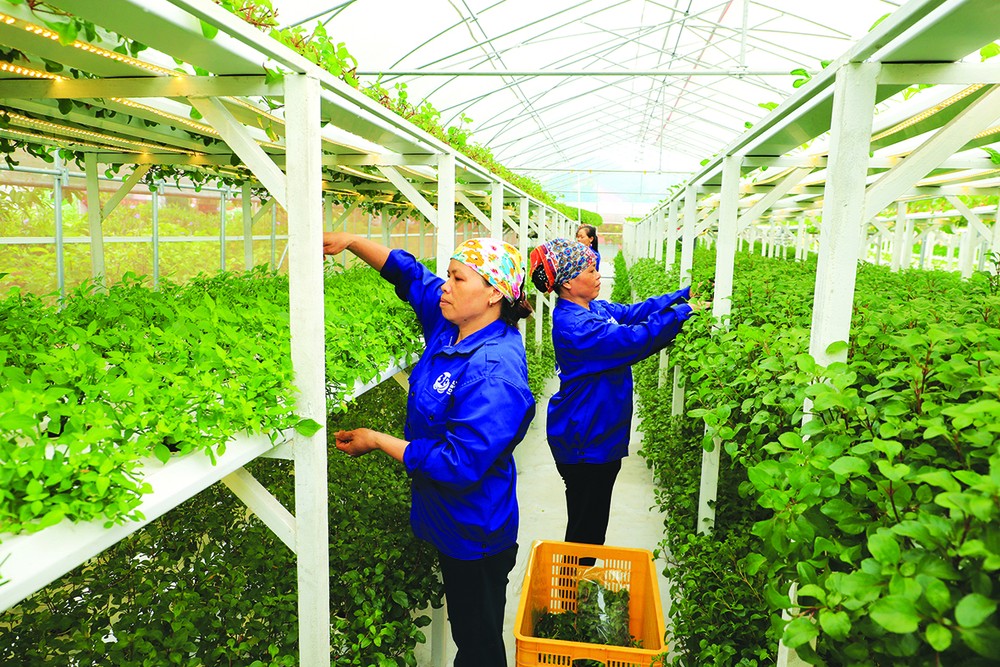 Sản xuất rau siêu sạch tại Khu sinh thái nông nghiệp Thung lũng Ngọc Linh Hòa Lạc ở xã Tiến Xuân, huyện Thạch Thất.