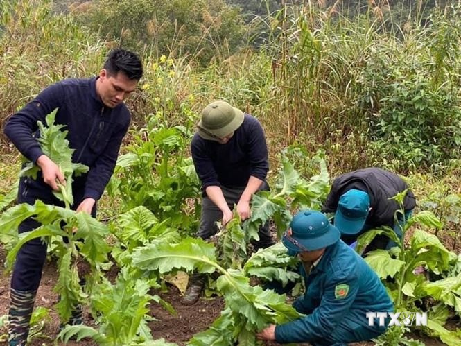 Lực lượng chức năng xóa bỏ cây thuốc phiện trên địa bàn tỉnh Cao Bằng. Ảnh: TTXVN phát