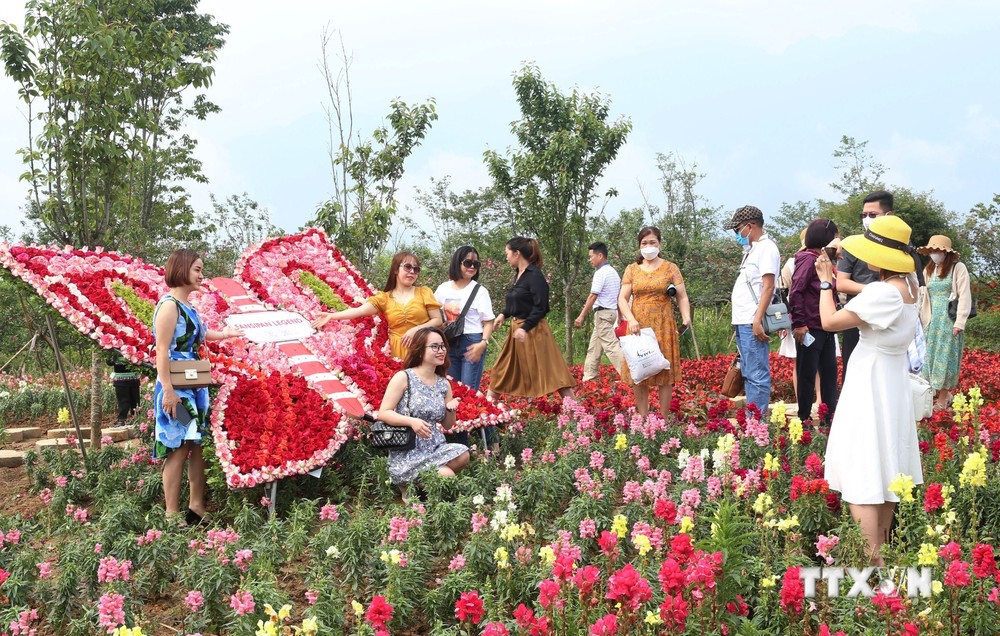 Khách du lịch tham quan vườn hoa hồng tại Khu du lịch cáp treo Fansipan. Ảnh: Quốc Khánh - TTXVN