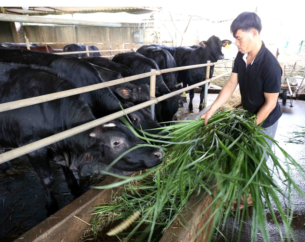 6 tháng đầu năm 2022, mặc dù dịch bệnh diễn biến phức tạp, ảnh hưởng đến đời sống kinh tế của người dân nhưng chăn nuôi gia súc, gia cầm trên địa bàn thành phố Hà Nội vẫn phát triển ổn định.