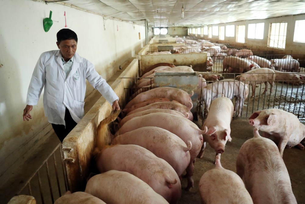 Với giá thịt lợn hơi xuất chuồng có lúc được bán với giá 72.000 đồng/kg, người chăn nuôi trên địa bàn thành phố Hà Nội có động lực để tái đàn.