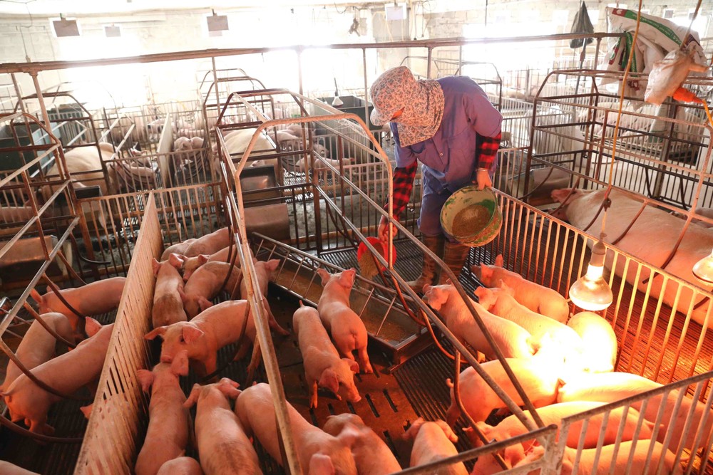 Chăn nuôi lợn mang lại hiệu quả kinh tế cao cho hộ gia đình anh Phùng Văn Thụy ở thôn Cổ Đô, xã Cổ Đô, huyện Ba Vì (Hà Nội).