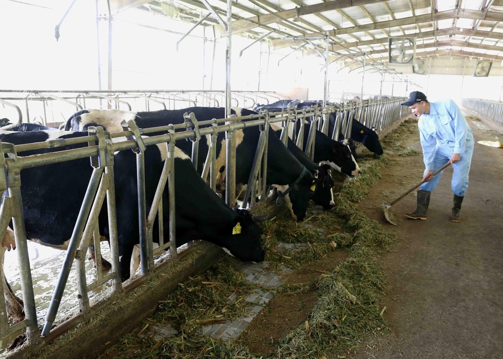 Hà Nội hiện có tổng đàn bò sữa hơn 15.500 con, chăn nuôi tập trung chủ yếu ở hai vùng trọng điểm là huyện Ba Vì và huyện Gia Lâm.