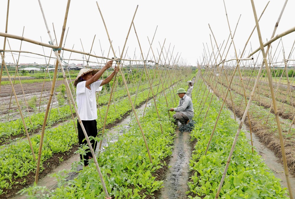 Thường Tín phát huy thế mạnh nông nghiệp, sản xuất rau an toàn