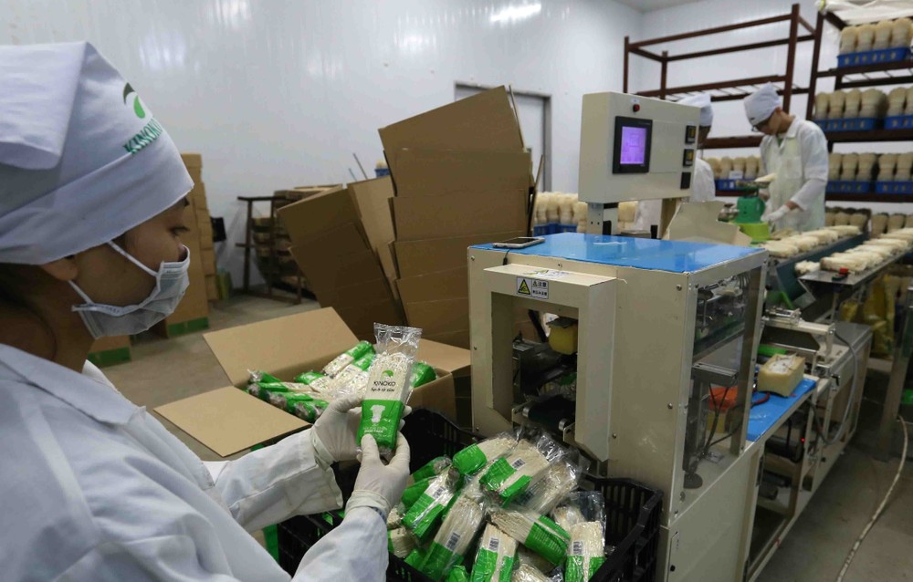 Công ty trách nhiệm hữu hạn xuất nhập khẩu Kinoko Thanh Cao ở huyện Mỹ Đức là doanh nghiệp đầu tiên của miền Bắc sản xuất nấm kim châm theo công nghệ cao của Nhật Bản.
