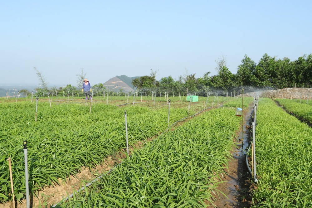 Áp dụng công nghệ tưới tiết kiệm nước ở Trang trại Hoa Viên tại xã Yên Bình, huyện Thạch Thất (Hà Nội).
