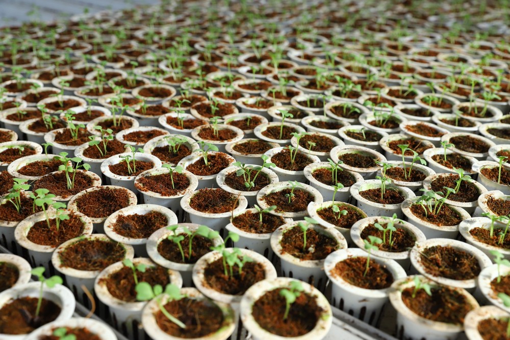 Hạt rau giống được ươm trước khi đưa vào hệ thống trồng thủy canh theo mô hình nông nghiệp công nghệ cao của Israel.