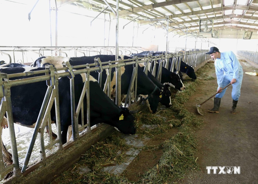 Trang trại chăn nuôi bò sữa liên kết với doanh nghiệp ở xã Tản Lĩnh, huyện Ba Vì (Hà Nội).