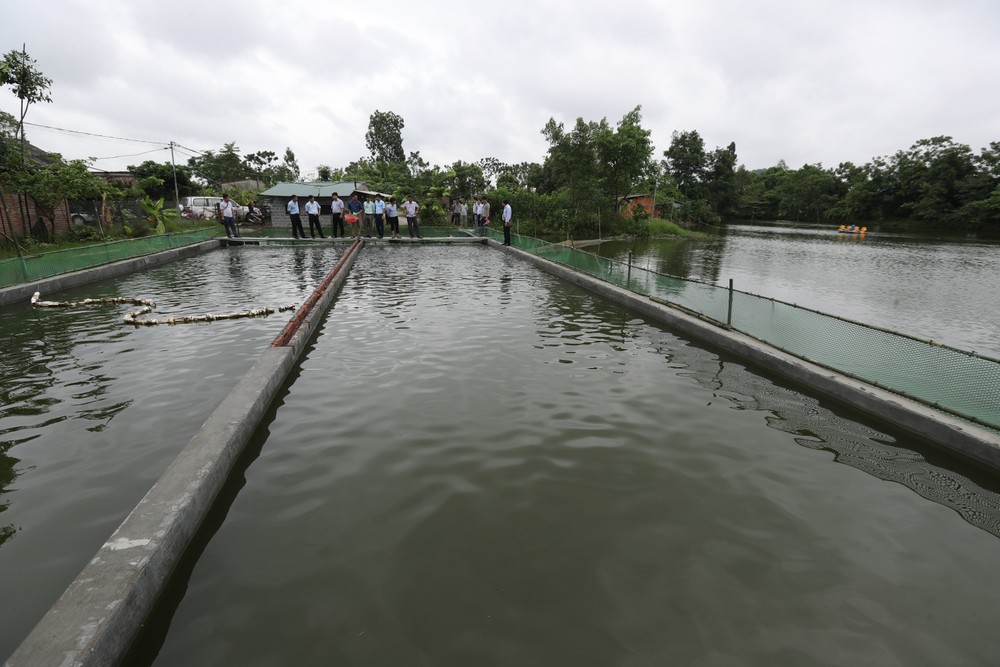 Mô hình nuôi cá áp dụng công nghệ “sông trong ao” của gia đình anh Nguyễn Tuấn Văn ở thôn Thụy Khuê, xã Sài Sơn, huyện Quốc Oai được lan tỏa tới nhiều địa phương trên địa bàn Thủ đô.