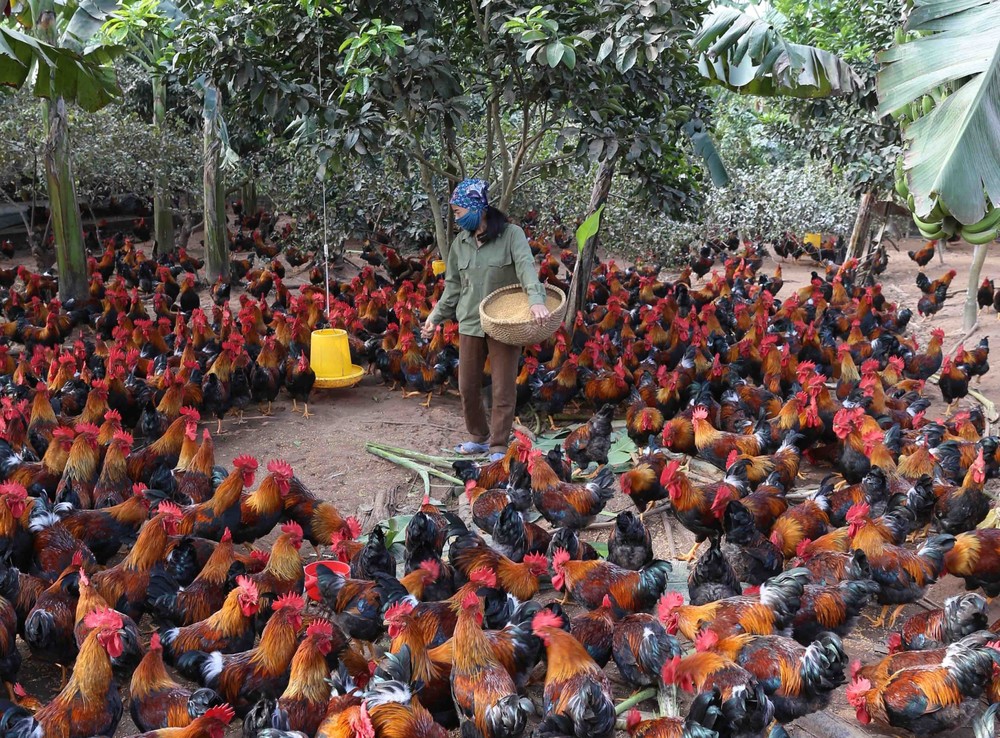Để thúc đẩy phát triển chăn nuôi gà “sạch”, mở rộng thị trường tiêu thụ, Hội Liên hiệp phụ nữ xã Tiến Xuân (huyện Thạch Thất) đã thành lập Tổ hợp tác gà đồi.