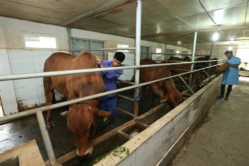 Đàn bò 6 con giống Brahman thuần, nhập từ Úc về được công nhân Trung tâm giống và sữa bò Phù Đổng, huyện Gia Lâm (Hà Nội) tắm rửa và hàng ngày phục vụ những bữa ăn tươi ngon, giàu chất dinh dưỡng.