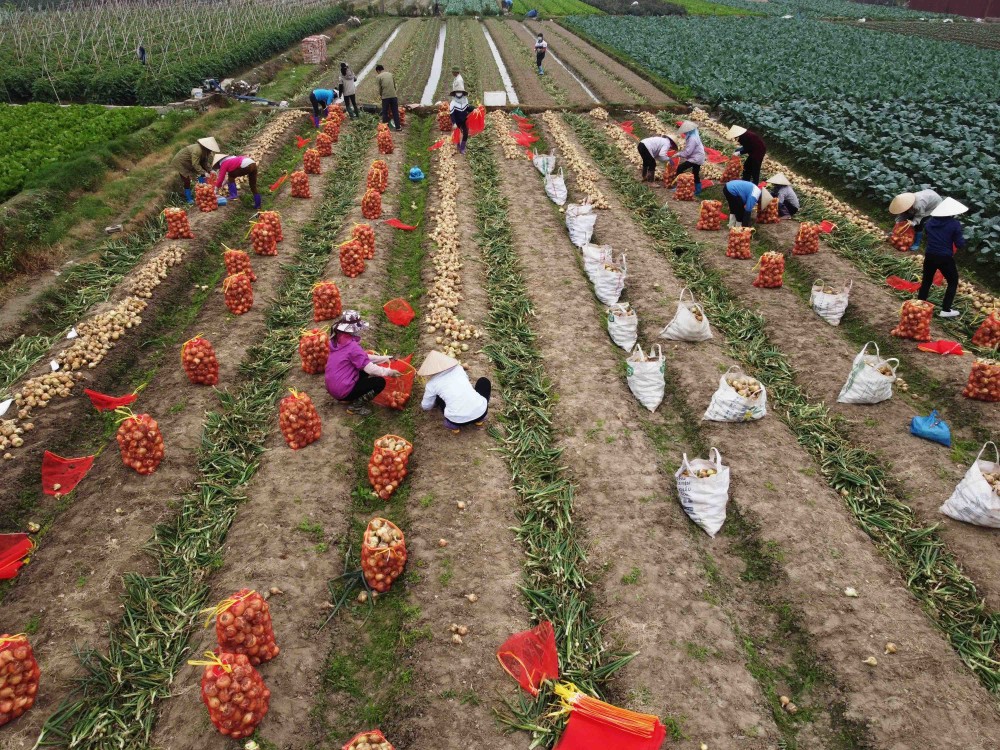 Những năm vừa qua, huyện Mê Linh (Hà Nội) đã chú trọng chuyển đổi cơ cấu cây trồng, vật nuôi theo hướng sản xuất hàng hóa, ứng dụng công nghệ cao, bước đầu xây dựng được một số thương hiệu nông sản có sức cạnh tranh trên thị trường.