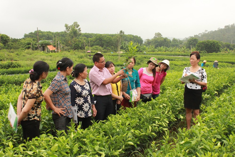 Cán bộ Khuyến nông Hà Nội hướng dẫn bà con nông dân phương pháp trồng cây đúng kỹ thuật.