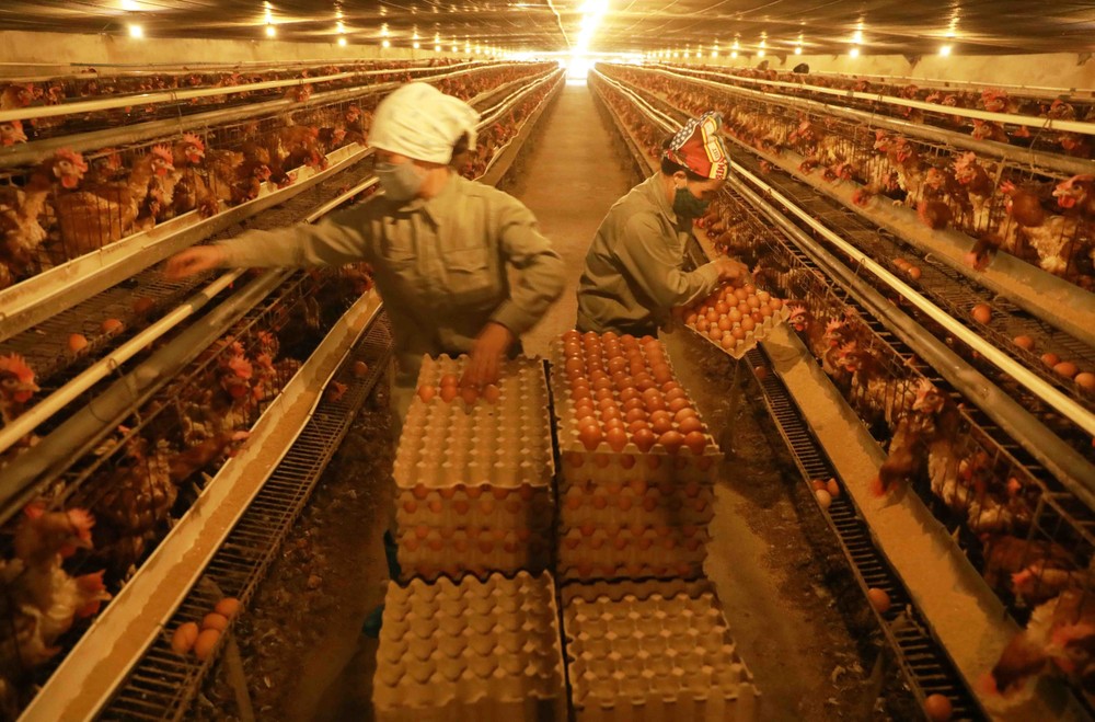 Với diện tích gần 2 ha tại xã Cấn Hữu, huyện Quốc Oai (Hà Nội), anh Cấn Văn Lâm đã đầu tư trang trại nuôi hơn 4,5 vạn con gà đẻ trứng theo quy trình VietGAP. Mỗi tháng trang trại nhà anh Lâm thu hơn 120.000 quả trứng, lợi nhuận trên 100 triệu đồng, tạo vi