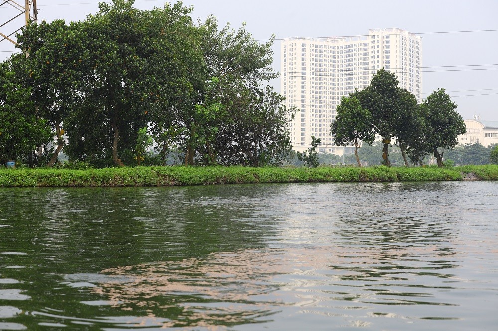 Năm 2022, Trung tâm Khuyến nông Hà Nội triển khai mô hình nuôi thủy đặc sản tại hộ gia đình ông Quán Văn Tân ở thôn Đồng Trì, xã Tứ Hiệp, huyện Thanh Trì. Theo đánh giá của cán bộ khuyến nông Hà Nội, cá của mô hình trên khỏe mạnh, không bong tróc vảy, khô