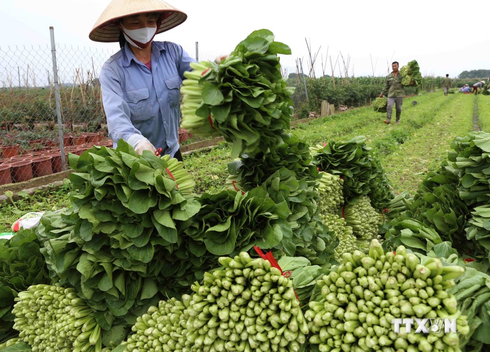 Hợp tác xã sản xuất kinh doanh dịch vụ nông nghiệp xã Văn Đức, huyện Gia Lâm (Hà Nội) có hơn 1.000 hộ nông dân tham gia, chuyên sản xuất các loại rau, củ, quả theo tiêu chuẩn VietGAP, mỗi ngày cung cấp cho hệ thống siêu thị, cửa hàng thực phẩm sạch, chợ đ