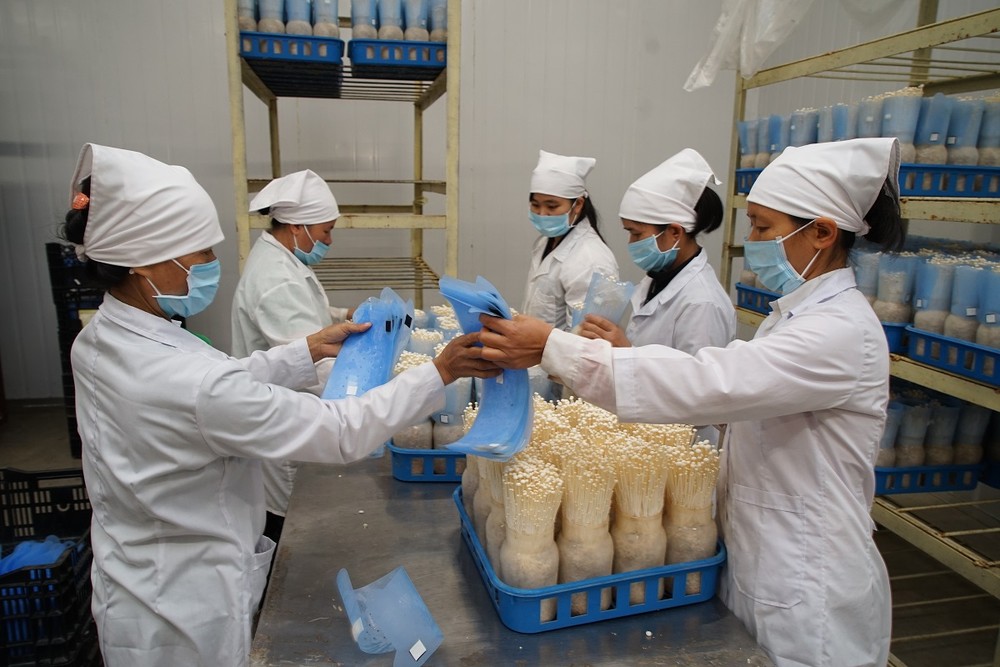 Toàn bộ quy trình từ sản xuất đến thu hoạch nấm của Công ty TNHH xuất nhập khẩu Kinoko Thanh Cao ở xã Đốc Tín, huyện Mỹ Đức đều sử dụng máy móc và công nghệ của Nhật Bản. Đây là một trong những doanh nghiệp đi đầu về ứng dụng công nghệ cao trong sản xuất 